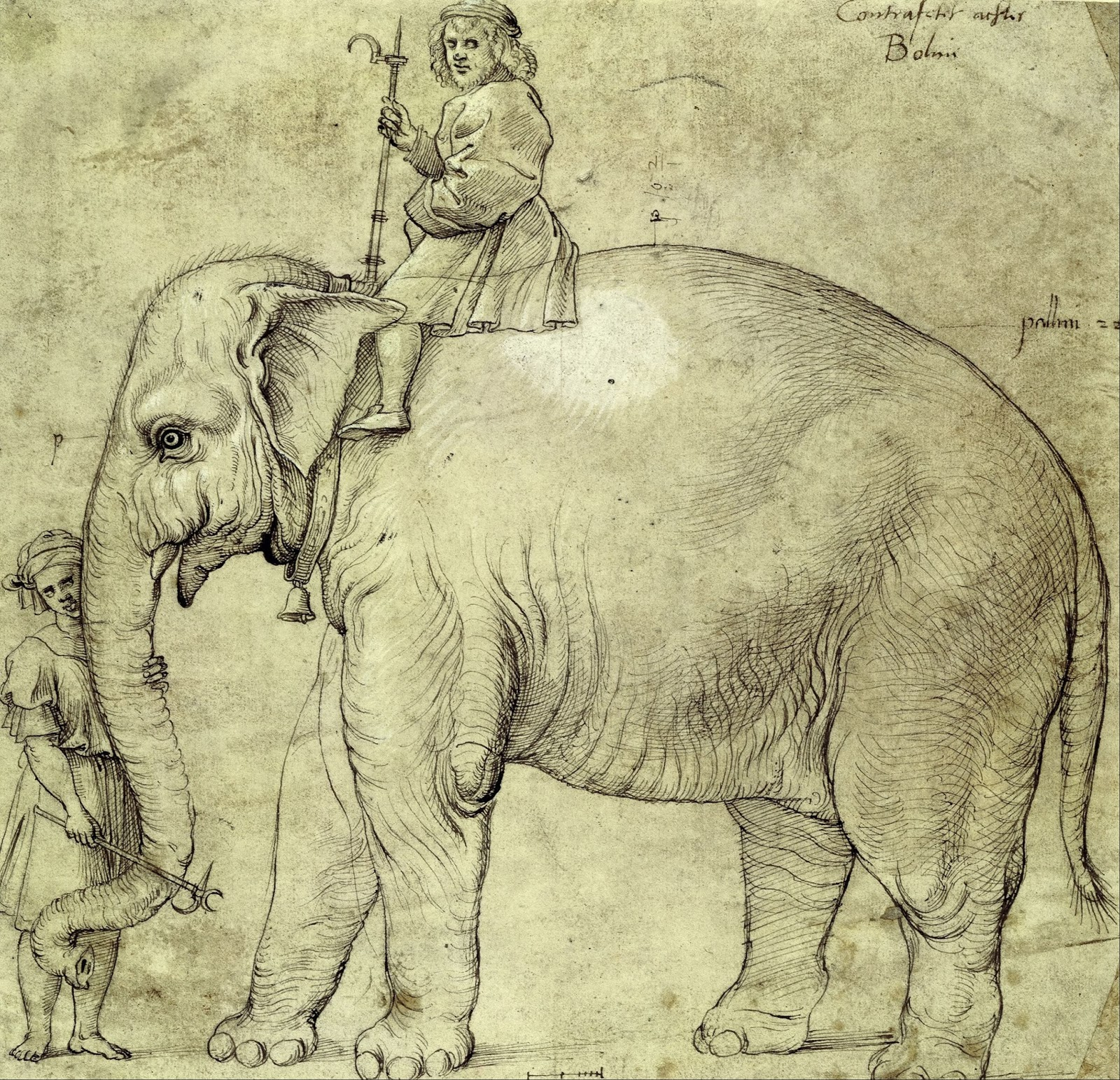 A Pope And An Elephant pour Anatomie Des Ã©Lephants 