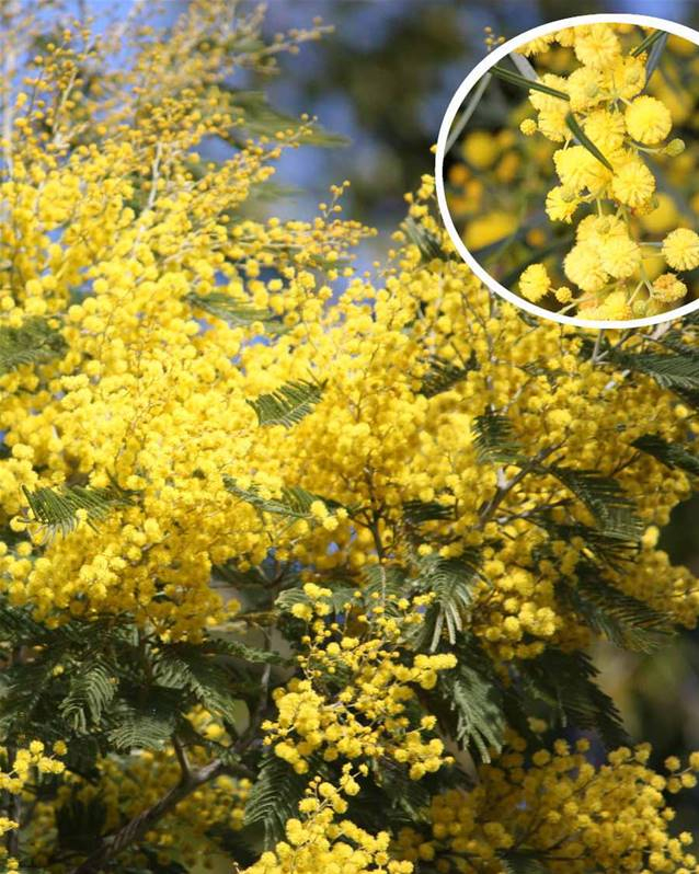 Acacia Mimosa D&amp;#039;Hiver - Arbuste À Fleurs Jaunes Jardin &amp;amp; Pot à Fleurs Mimosa 