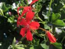 Acheter Geranium Lierre À Fleurs Simples Rouge Et Autres tout Lierre Fleur