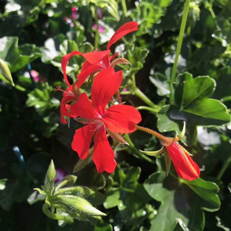 Acheter Geranium Lierre À Fleurs Simples Rouge Et Autres tout Lierre Fleur