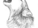 Afficher L'Image D'Origine  Wolf Sketch, Animal Drawings concernant Loup Dessin
