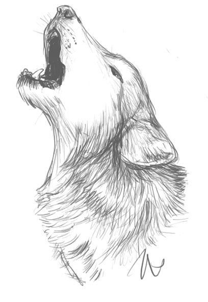 Afficher L'Image D'Origine  Wolf Sketch, Animal Drawings concernant Loup Dessin