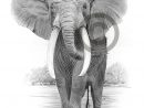 African Elephant Crayon Dessin Imprimé Art De L'Éléphant pour Dessin D Elephant