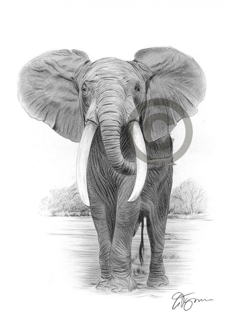 African Elephant Crayon Dessin Imprimé Art De L'Éléphant pour Dessin D Elephant