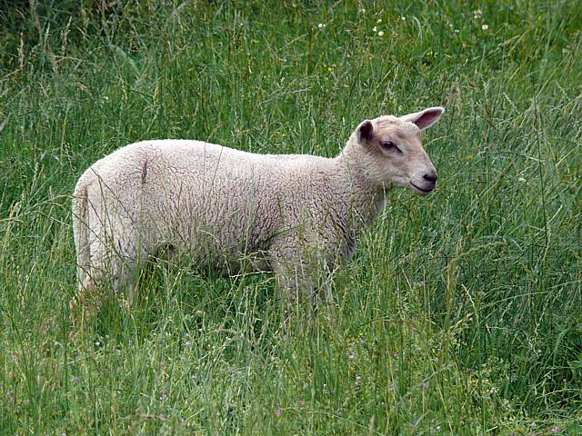 Agneau destiné Le Cri Du Mouton 