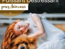 Album Puissant Déstressant Pour Animaux - Thérapie Par Les destiné Bruit De Animaux