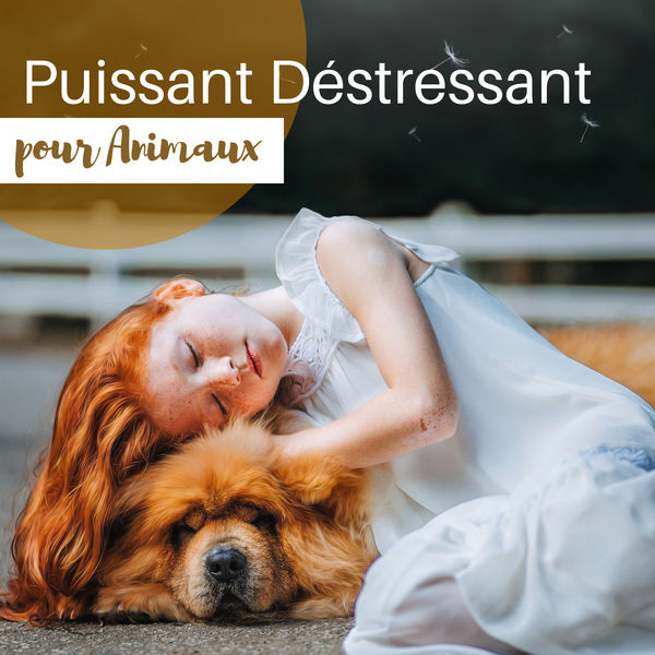 Album Puissant Déstressant Pour Animaux - Thérapie Par Les destiné Bruit De Animaux 