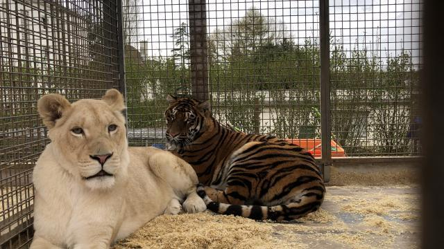 Alençon. Les Animaux Du Cirque Créent La Polémique intérieur Animaux Du Cirque 