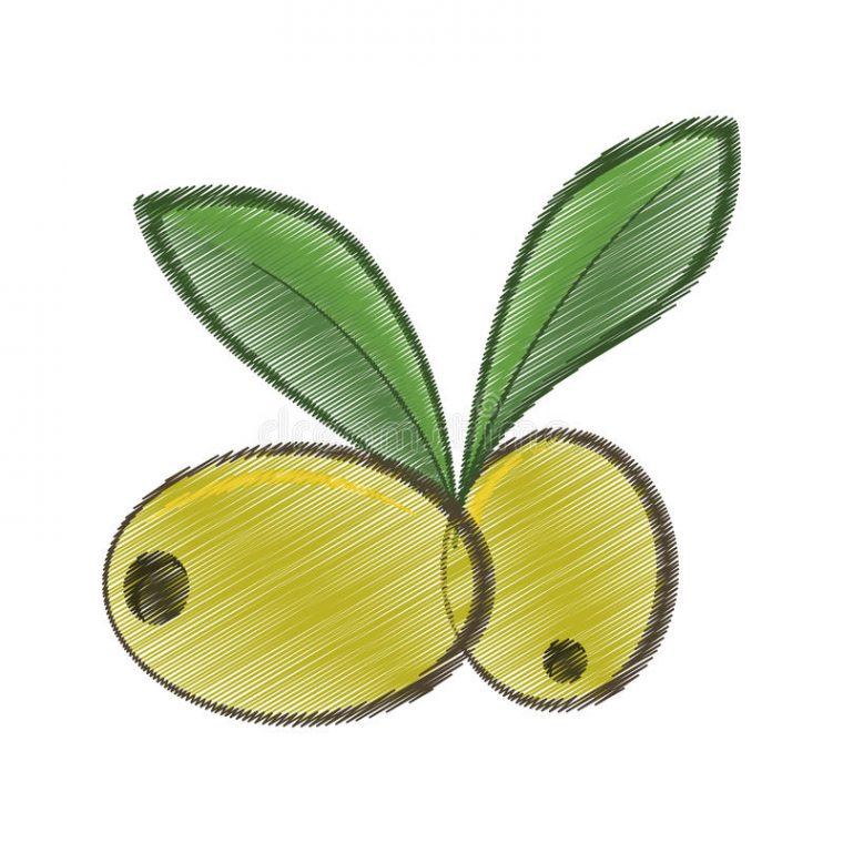 Aliment Biologique De Dessin De Deux Feuilles D'Olive intérieur Dessin Olives