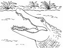 Alligator Coloring Page - Samantha Bell destiné Coloriage Crocodile