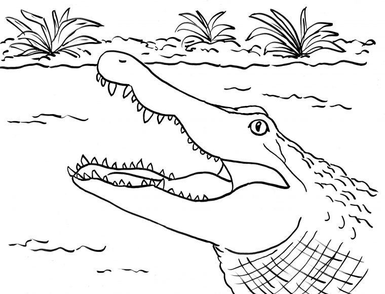 Alligator Coloring Page – Samantha Bell destiné Coloriage Crocodile