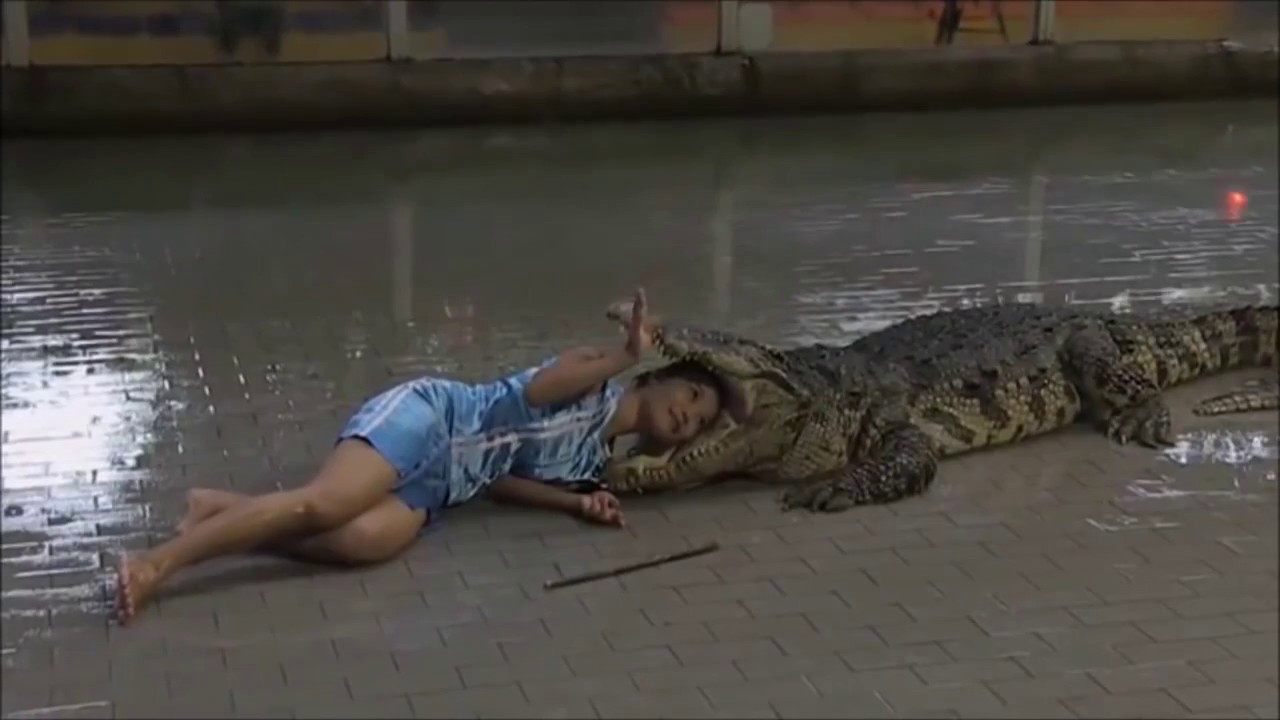 Alligators Attacks Caught On Tape Alligator Attak Videos pour Catch Attak 