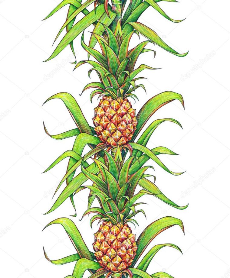 Ananas Aux Feuilles Vertes Fruits Tropicaux Poussant Dans dedans Dessin Ananas