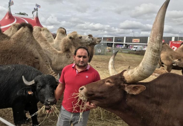 Ancenis. Michael A Passé Un « Permis » Pour S'Occuper D destiné Animaux Du Cirque