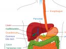 Androïd Svt: Fonctionnement Du Corps Humain Et Anatomie destiné Dessin Organes Corps Humain
