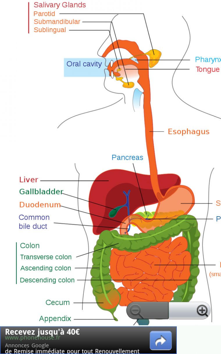 Androïd Svt: Fonctionnement Du Corps Humain Et Anatomie destiné Dessin Organes Corps Humain