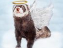 Ange De Furet D'Animal Familier En Nuages Photo Stock encequiconcerne Furet Images Gratuites