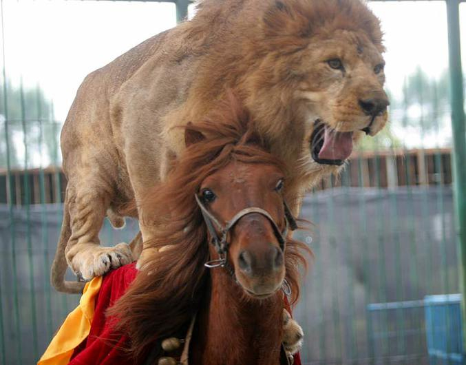 Animaux De Cirque avec Animaux Du Cirque 