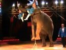 Animaux De Cirque ( Les Victimes Du Divertissement serapportantà Cirque Animaux