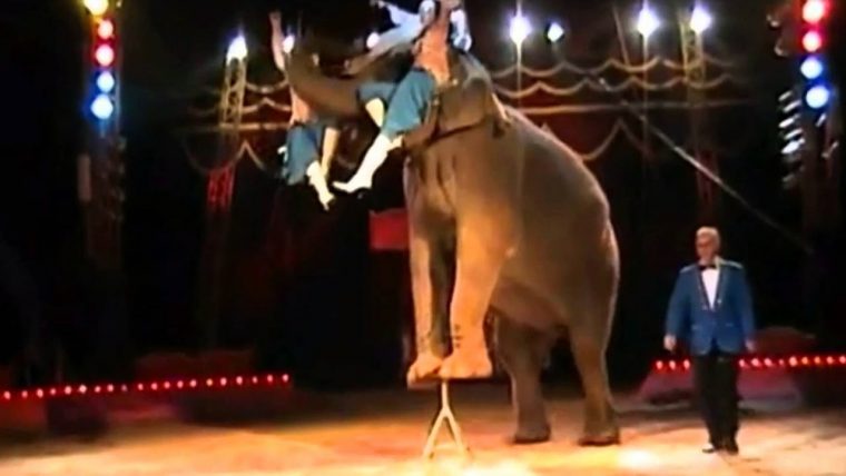 Animaux De Cirque ( Les Victimes Du Divertissement serapportantà Cirque Animaux