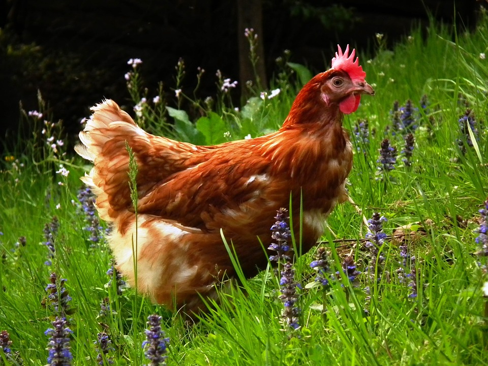 Animaux De La Ferme : Noms Des Mâles Et Femelles, De Leurs serapportantà Le Cri De La Chèvre 