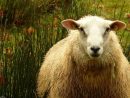 Animaux De La Ferme : Noms Des Mâles Et Femelles, De Leurs serapportantà Mouton Cri