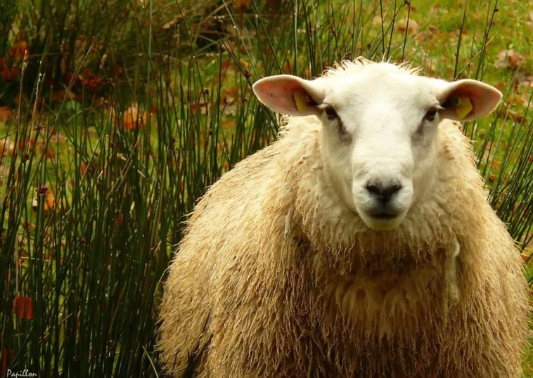 Animaux De La Ferme : Noms Des Mâles Et Femelles, De Leurs serapportantà Mouton Cri 