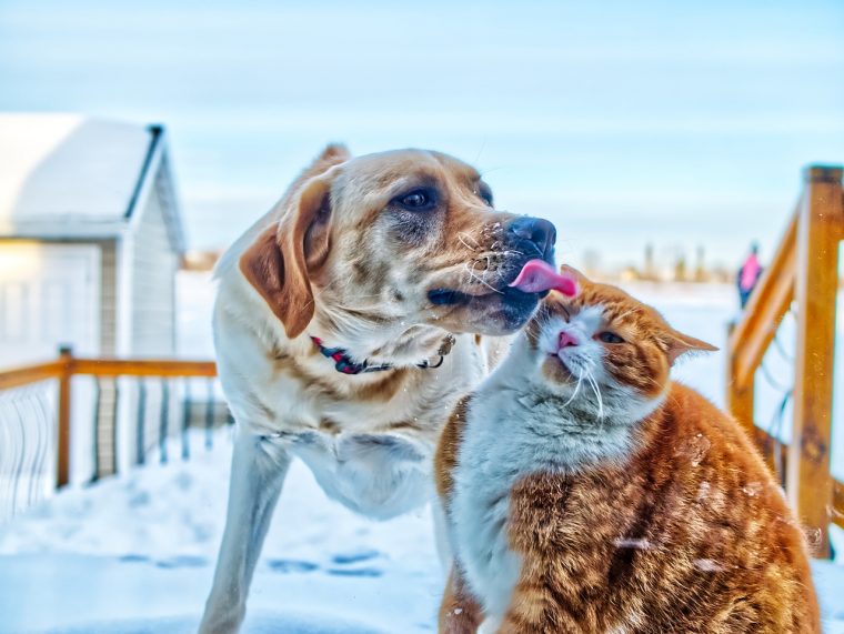 Animaux Domestiques : La Vermifugation – Https:wifiscan.fr concernant Images Animaux Domestiques