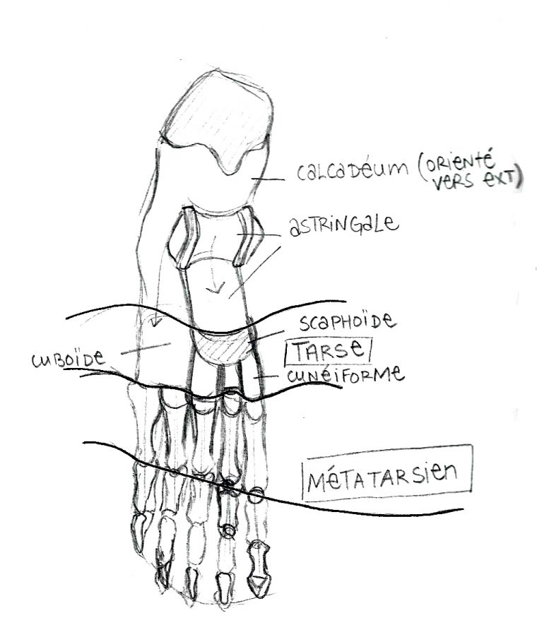 Apprendre À Dessiner Les Mains Et Les Pieds  Aux Couleurs tout Pied Dessin