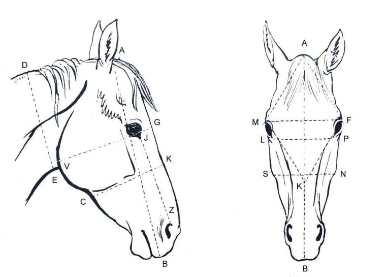 Apprendre À Dessiner Un Cheval – Apprendre La Peinture dedans Dessin Facile De Cheval