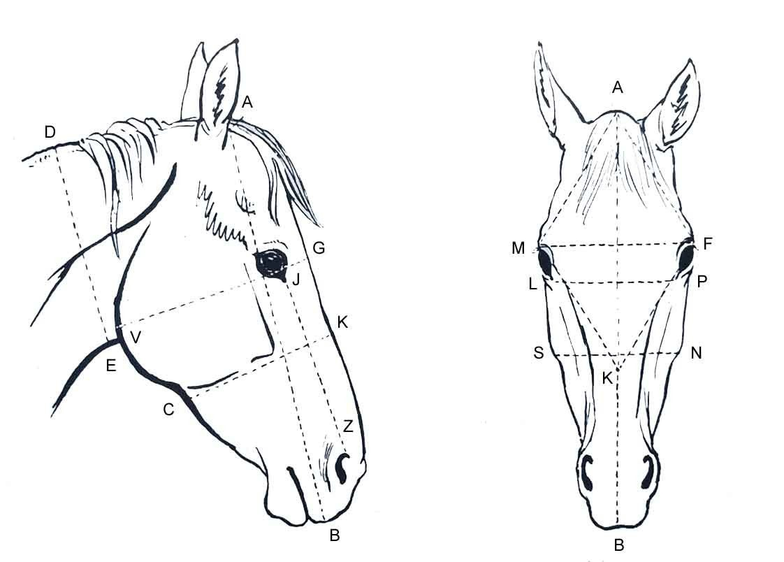 Apprendre À Dessiner Un Cheval - Apprendre La Peinture dedans Dessin Facile De Cheval 