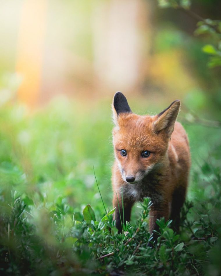 Après 3 Ans De Suivi Et D'Étude Des Renards,Il Gagne Leur encequiconcerne Famille Des Renards