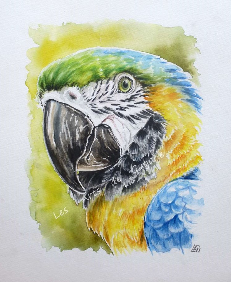 Aquarelles Animaux pour Dessin Animaux 