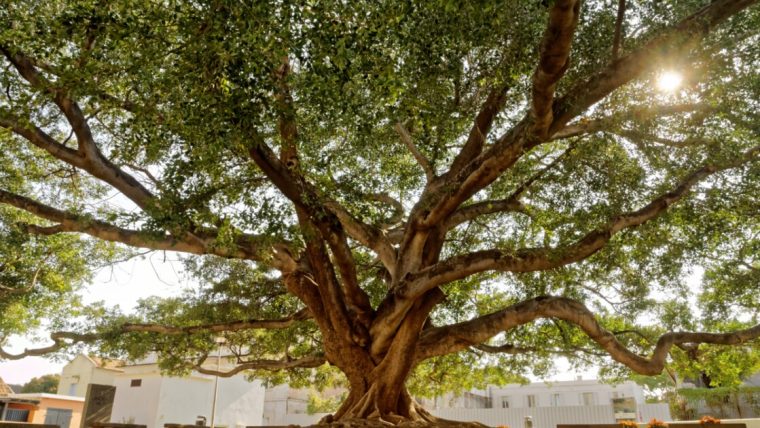 Arbre De L'Année 2020 : Votez Pour Les Plus Beaux Arbres concernant Image Arbre Gratuite