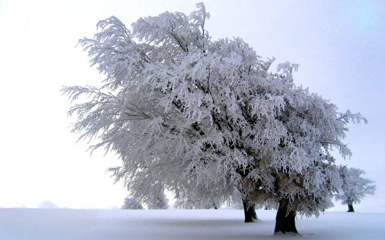 Arbre En Hiver – Fond D'Écran Hd serapportantà Arbre En Hiver