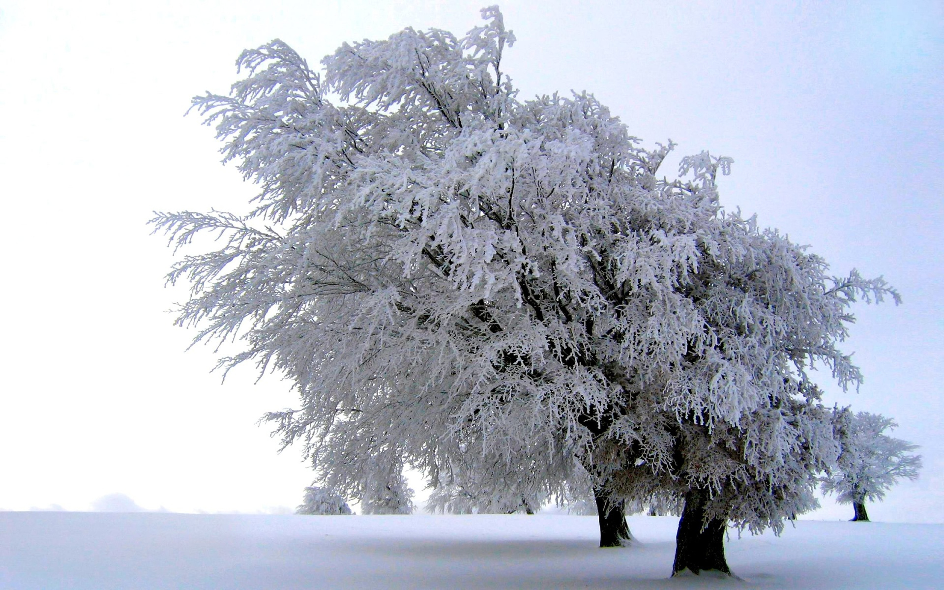 Arbre En Hiver - Fond D'Écran Hd serapportantà Arbre En Hiver