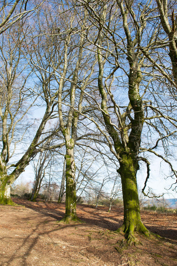 Arbres De Hêtre En Hiver Photo Stock. Image Du Arbre avec Arbre En Hiver 