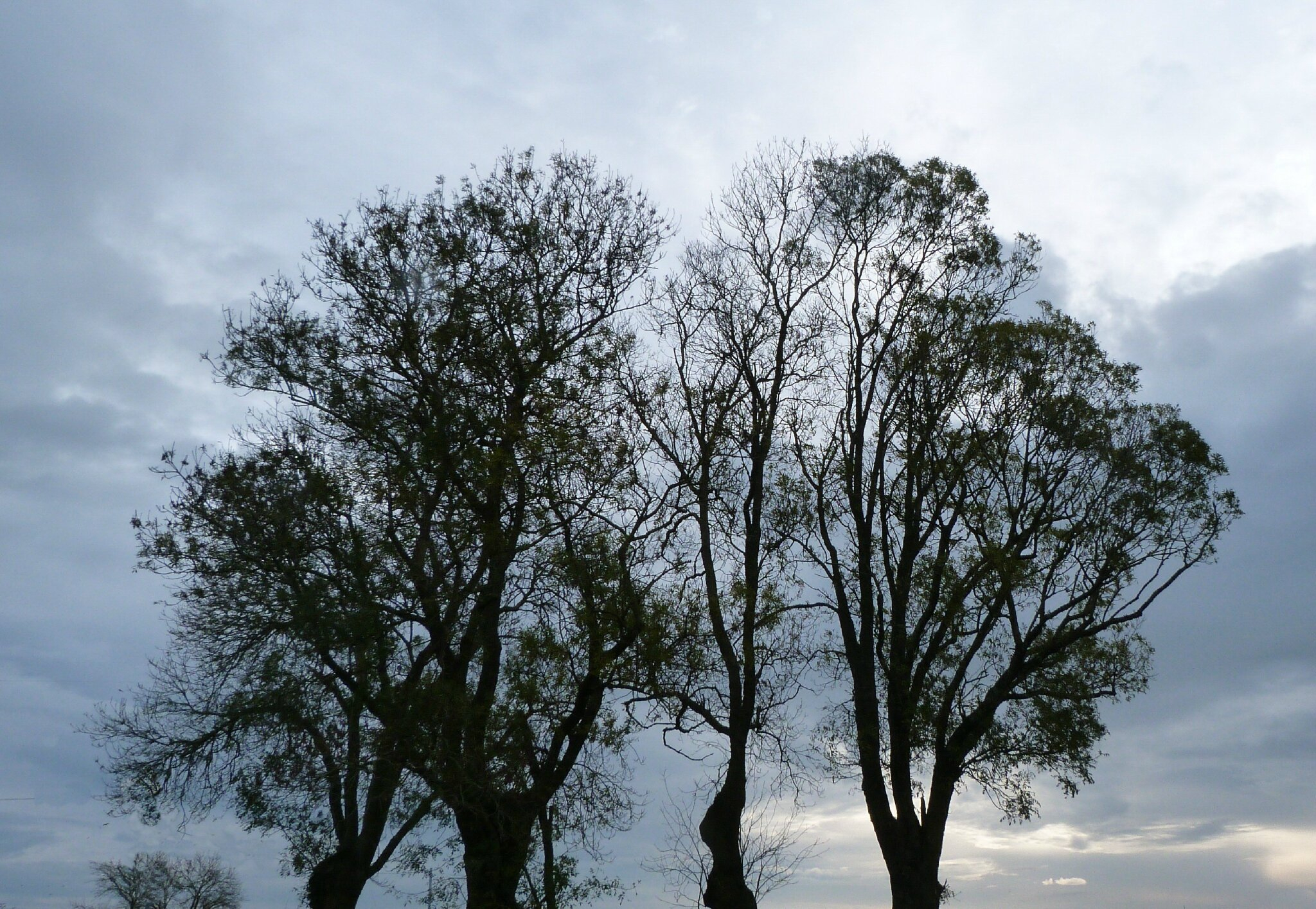 Arbres En Hiver - Mon Univers : Regard Sur La Nature intérieur Arbre En Hiver