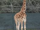 Arrivée D'Une Girafe Mâle Et D'Un Dromadaire Femelle Au à Girafe De Madagascar