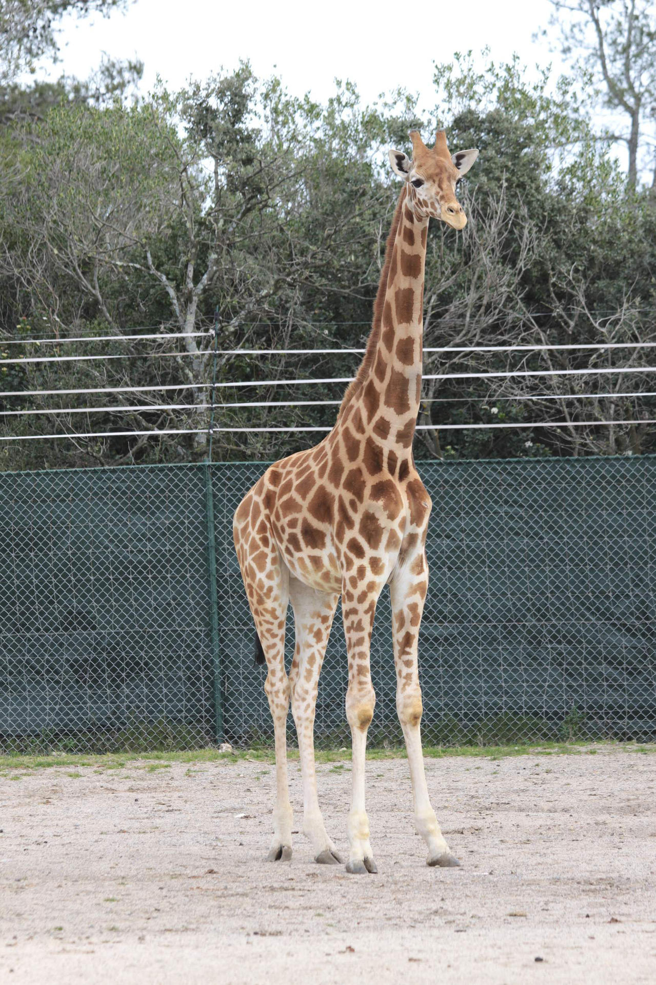 Arrivée D&amp;#039;Une Girafe Mâle Et D&amp;#039;Un Dromadaire Femelle Au à Girafe De Madagascar 