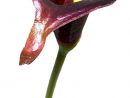 Arum Calla Fleur Artificielle H 42 Cm Superbe Du Site intérieur Fleurs Arum
