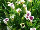 Arum : Fleur De La Famille Des Aracées Aux Floraisons concernant Fleurs Arum
