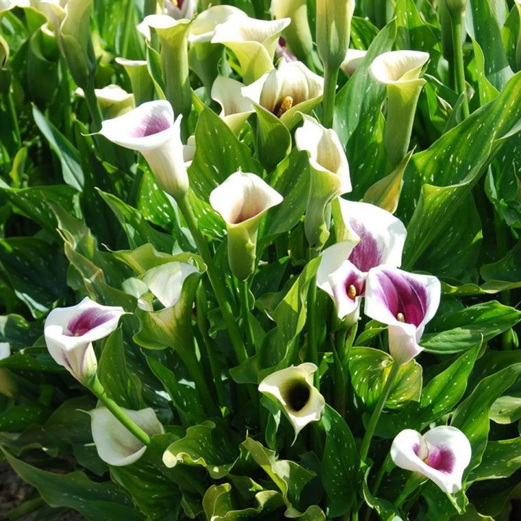 Arum : Fleur De La Famille Des Aracées Aux Floraisons concernant Fleurs Arum