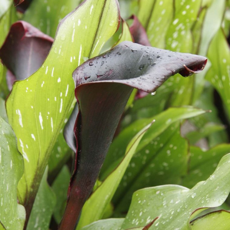 Arum Ou Calla Noir – Zantedeschia Schwartzwalder encequiconcerne Fleurs Arum