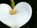 Arum (Zantedeschia) : Fleur, Plantation, Entretien destiné Fleurs Arum