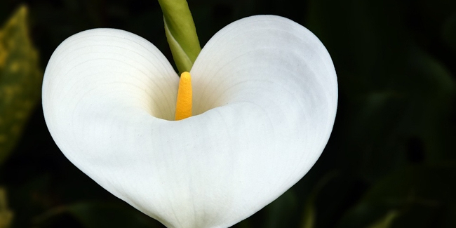 Arum (Zantedeschia) : Fleur, Plantation, Entretien destiné Fleurs Arum 