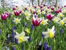 Assortiment Champêtre De Tulipes, Muscaris, Narcisses serapportantà Planter Les Tulipes