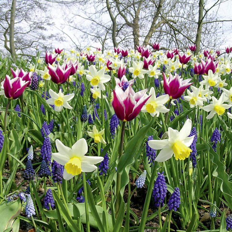 Assortiment Champêtre De Tulipes, Muscaris, Narcisses serapportantà Planter Les Tulipes