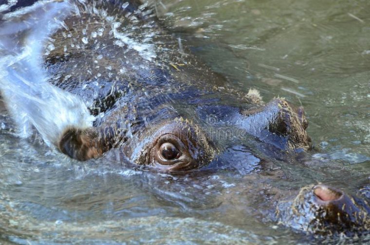 Attaque D'Hippopotame Photo Stock. Image Du Gros, Fâché serapportantà Gros Hippopotame