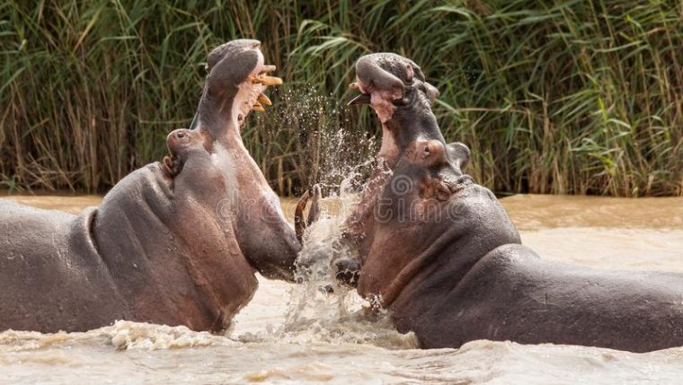 Attaque D'Hippopotame Photo Stock. Image Du Gros, Fâché tout Gros Hippopotame